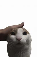 Image result for Dog Petting Cat Meme