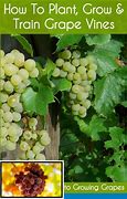Image result for Grape Growing Tips