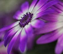 Image result for Flower with Purple Petals and White Cente