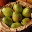 Image result for Pear Photography