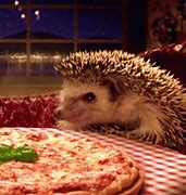 Image result for Hedgehog Eating a Large Worm