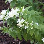 Gentiana asclepiadea Alba ಗಾಗಿ ಇಮೇಜ್ ಫಲಿತಾಂಶ