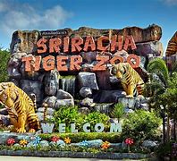 Image result for Tiger Zoo Park Attaka