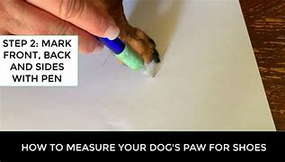 Image result for How to Measure Dog Paws for Booties