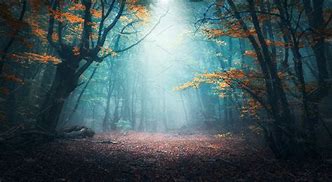 Image result for Mystical Fall Forest