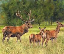 Image result for Red Deer Family