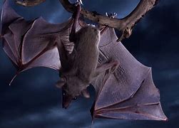Image result for Bat Wallpaper HD