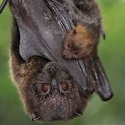 Image result for Bumblebee Bat Flying