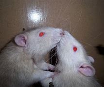 Image result for Albino Rat Meme