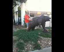 Image result for Man Riding a Bear