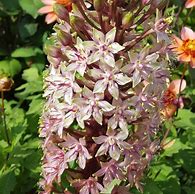 Image result for Eucomis comosa