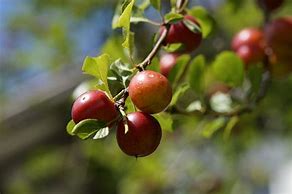 Image result for Apple Plum Tree
