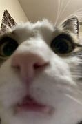 Image result for Cat Cool Picture IRL