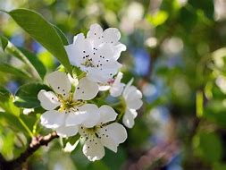 Image result for Flowering Pear Trees Types