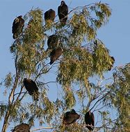 Image result for Buzzard's Roost