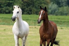 Image result for Brown Horse White Face