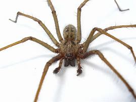 Image result for Biggest Species of Spider in the World