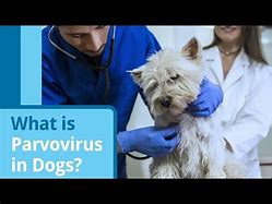 Image result for Parvovirus Dogs