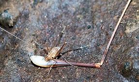 Image result for Big Cave Crickets