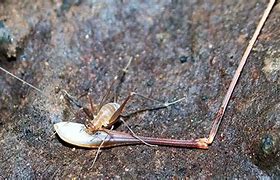 Image result for Cave Cricket