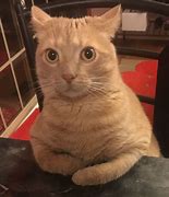 Image result for Surprised Cat Meme 4K