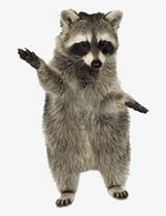 Image result for Raccoon No Background