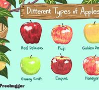 Image result for Different Apple Types