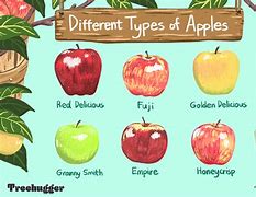 Image result for Complete List of Apple Types