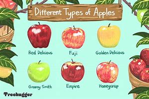 Image result for Apple with Name in Center Graphic