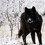 Image result for Black Wolves Wallpaper