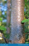 Image result for Wild Cherry Tree Bark