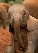 Image result for Cute Baby Elephants