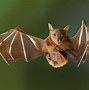 Image result for Scary Bats