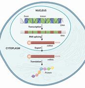 Image result for Eukaryotic Gene Structure Diagram