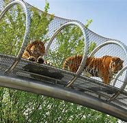 Image result for zoos animals tanks tops