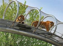 Image result for zoos animals tanks tops