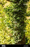 Image result for Vine Wrapped around a Post
