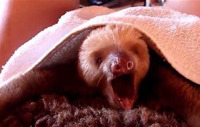 Image result for Sloth Animal Funny