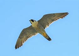 Image result for Falcon In-Flight