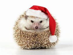 Image result for Christmas Hedgehog