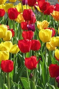 Image result for Tulips April Holland