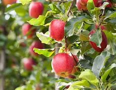 Image result for Gala Apple Tree Sprout