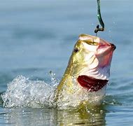 Image result for Fishing Hook with Worm