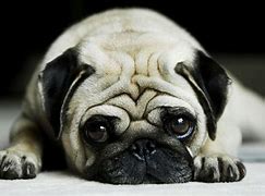 Image result for Cute Pug Life