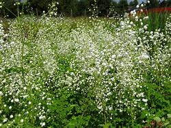 Image result for Thalictrum delavayi Splendide White