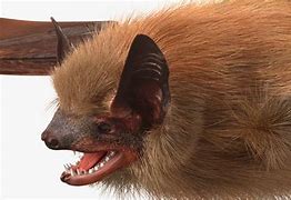 Image result for Large Sylvan Bat Fur