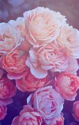 Image result for Rose Bush Aesthetic