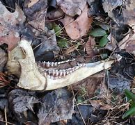 Image result for Deer Jawbone Removal