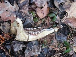 Image result for Deer Jaw Bone Sie