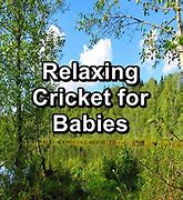 Image result for Cricket Nature Sounds